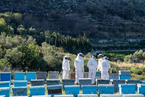 Discover the world of bees and taste their honey in Alicante