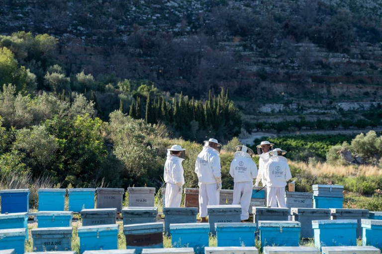 Discover the world of bees and taste their honey in Alicante