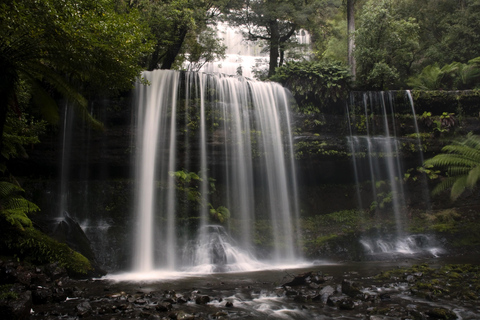 Excursão à costa de Hobart: Parque Nacional e Vida Selvagem de Mt Field