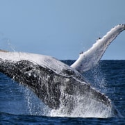 Coffs Harbour: 2-hour Whale Watching Cruise with Morning Tea