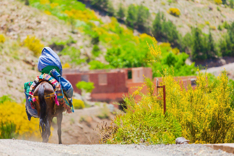 Agadir or Taghazout: Paradise Valley Atlas Mountain Trip