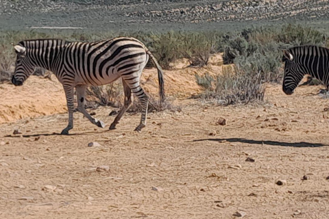 Ciudad del Cabo: safari Aquila de los cinco grandes con transporte y almuerzo