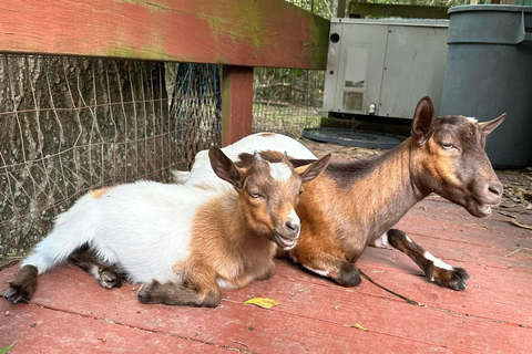 Houston: Schattige mini-geiten beleven eCrosby: Schattige mini-geiten ervaren e