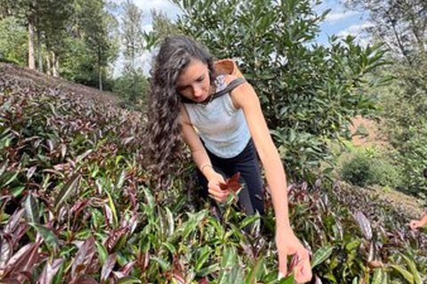 Nairobi: Purple Tea Farm Tour & Tasting Daytrip