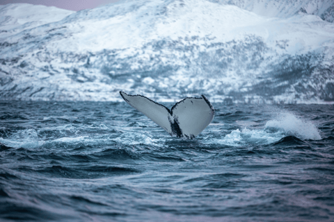 Tromsø: Responsible Whale Watching Cruise Aboard MS Alba