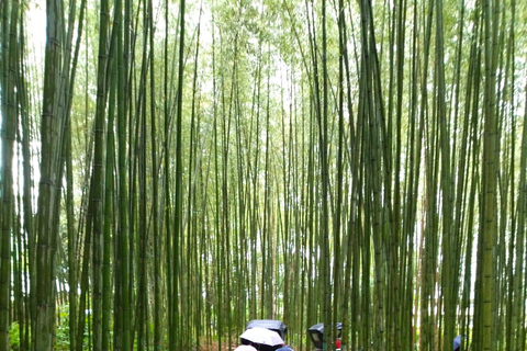 Shore excursion: A Private Kyoto Tour From Osaka/Kobe Port Private Tour for Maximum 8 Travelers in the Group