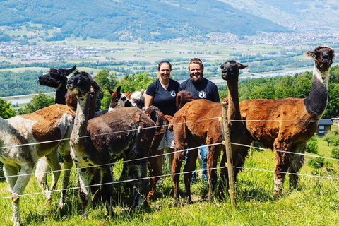 Triesenberg: Vandra med lamor i bergen