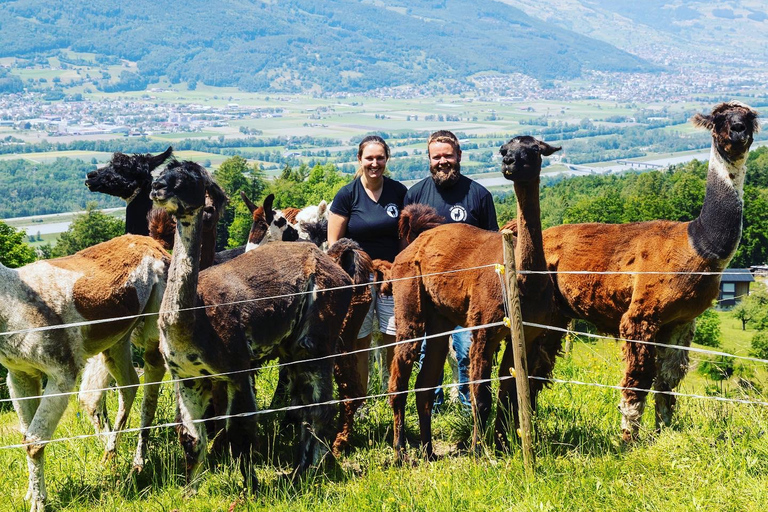 Triesenberg: Vandra med lamor i bergen