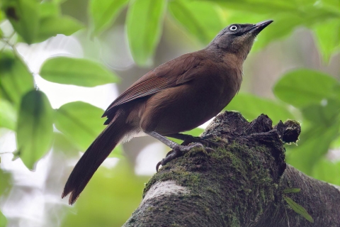 Vanuit Udawalawe: Sinharaja regenwoud privétour per dag