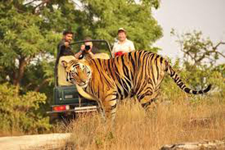 Jaipur to Ranthambore National Park Wildlife Safari Transport + Canter Safari + Guide for Safari