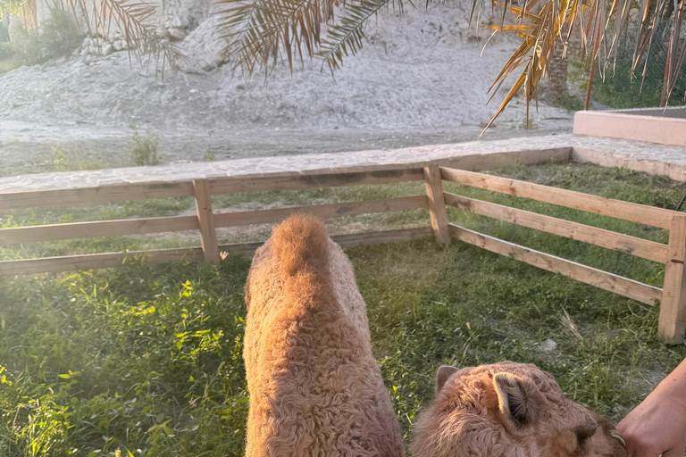 Oman : circuit de 4 jours dans le Wadi, à Sur, dans le désert, à Nizwa et à Mascate