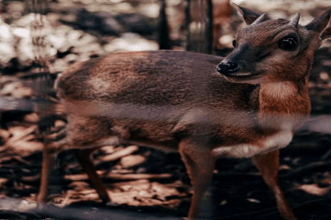 Zanzibar: tour di conservazione dello zoo di Nungwi Kilosa