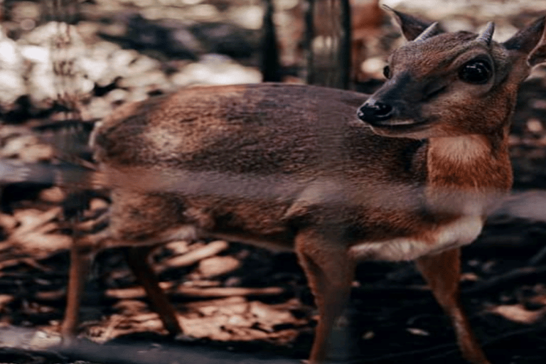 Zanzíbar: Excursión al Zoológico de Nungwi Kilosa para la Conservación