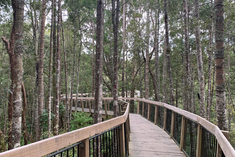 Auckland: Urban Rainforest Half-Day Small Group Walking Tour