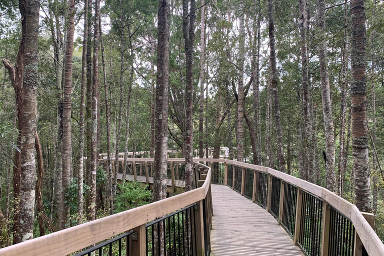 Auckland: Urban Rainforest Half-Day Small Group Walking Tour