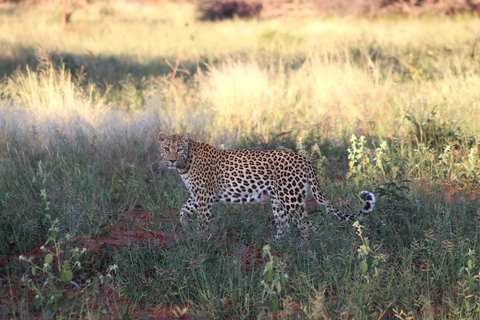 Windhoek: 3-Day Guided Safari in Etosha with Lodge