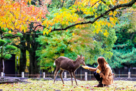 A Thousand Years in One Day: Kyoto & Nara Panoramic Tour Depart from Kyoto