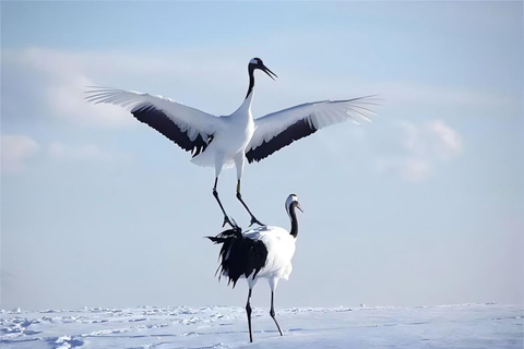 One-Day Tour to Asahiyama Zoo and Biei Blue Pond in Hokkaido