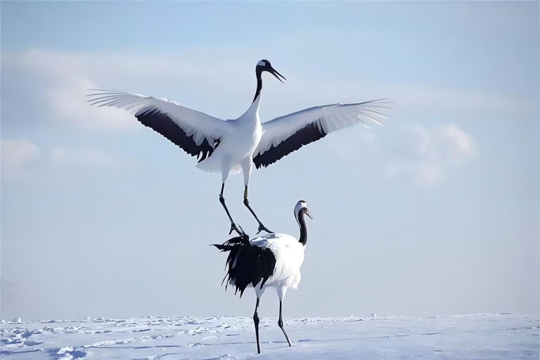 One-Day Tour to Asahiyama Zoo and Biei Blue Pond in Hokkaido