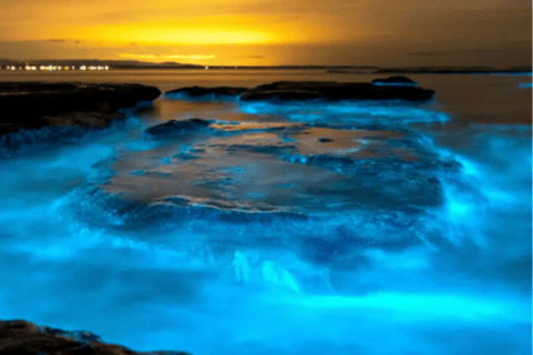 Orlando: Bioluminescenza chiara in kayak o in paddleboardTour della bioluminescenza chiara in kayak o paddleboard