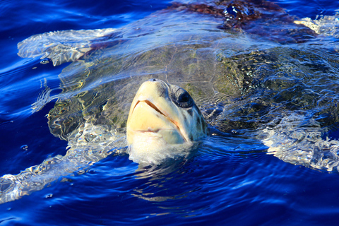 洛斯卡沃斯：观鲸（含交通和图片）