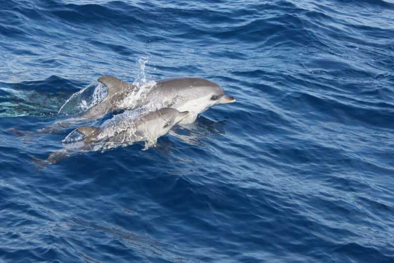 란사로테: 로보스 섬 반나절 돌고래 관찰 여행