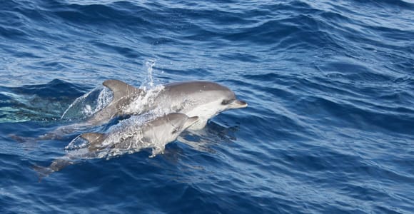 Lanzarote: Lobos Island Half-Day Dolphin Watching Trip