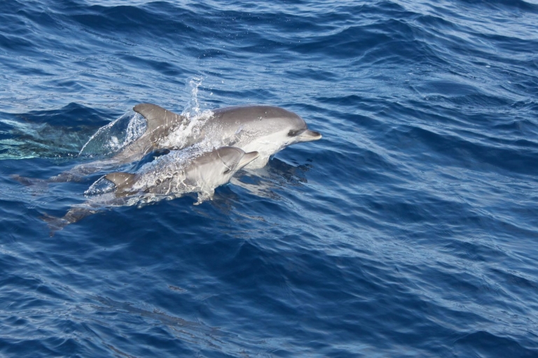 Desde Lanzarote: isla de Lobos con avistamiento de delfines