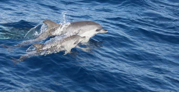 Ланзароте: Полудневни излет за посматрање делфина на острву Лобос