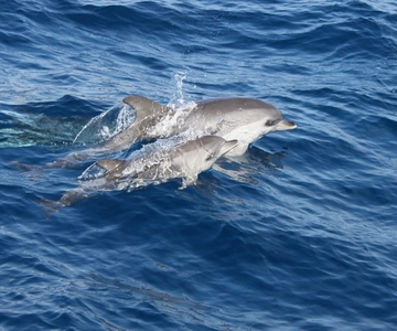 Lanzarote: Lobos Island Half-Day Dolphin Watching Trip