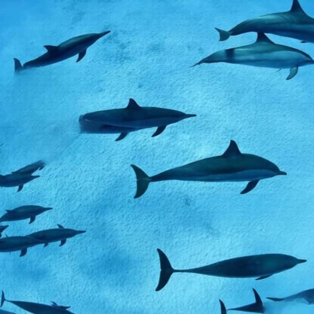 Tour con delfines en Kizimkazi y esnórquel en la isla de Pungume + almuerzo