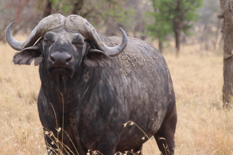 3-Day Joining Group Safari to Serengeti and Ngorongoro