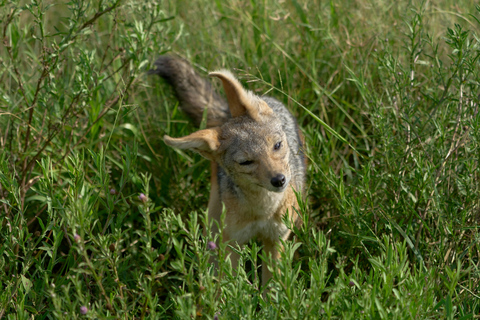 Tanzania: 14-daagse safari met grote trek &amp; Zanzibar