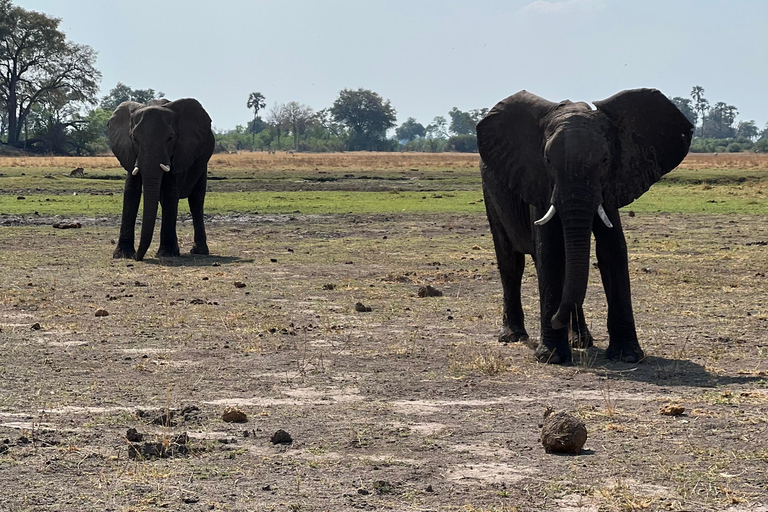 Okavango : Moremi Game Reserve Guided Safari Adventure