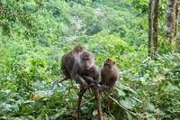 Lombok, Gili Trawangan / Meno / Visite aérienne (y compris le déjeuner) - Hizvo