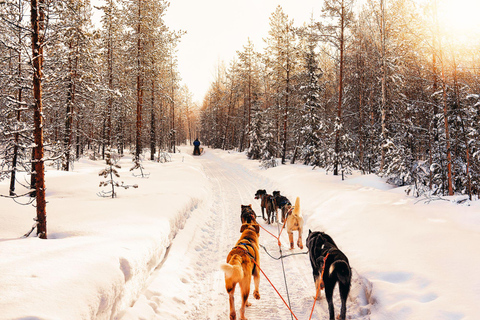 4 heures de traîneau à chiens sur le Finnmarksvidda