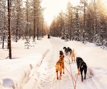 4 timers hundeslædetur på Finnmarksvidda
