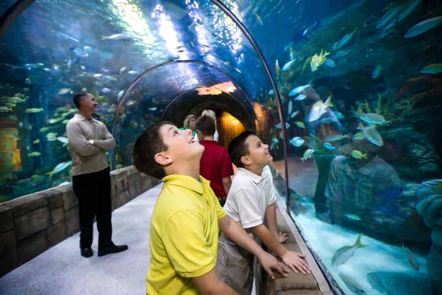 New Orleans: Ticket für das Audubon Aquarium & Insectarium. Foto: GetYourGuide