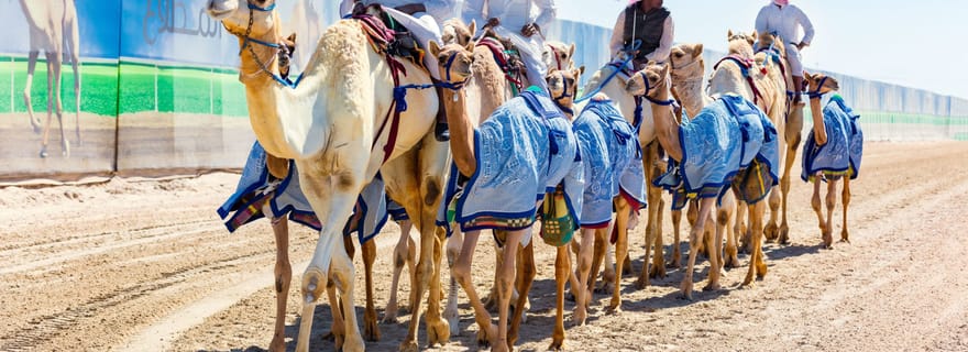 Explorez l'ouest du Qatar et visitez l'hippodrome de Sheehaniya.