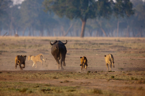 3-dniowe safari Masai Mara z balonem na gorące powietrze $ szampanMasai Mara; Safari balonem na ogrzane powietrze i śniadanie z szampanem