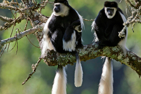 Avventuroso safari di 2 giorni nel Parco Nazionale di Aberdare