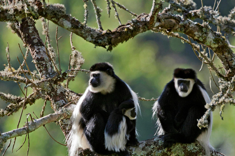 Avventuroso safari di 2 giorni nel Parco Nazionale di Aberdare