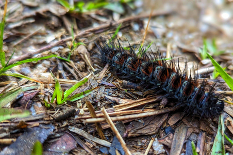 Thangappuwa Falls: Explore One of Knuckles’ 7 Cascades