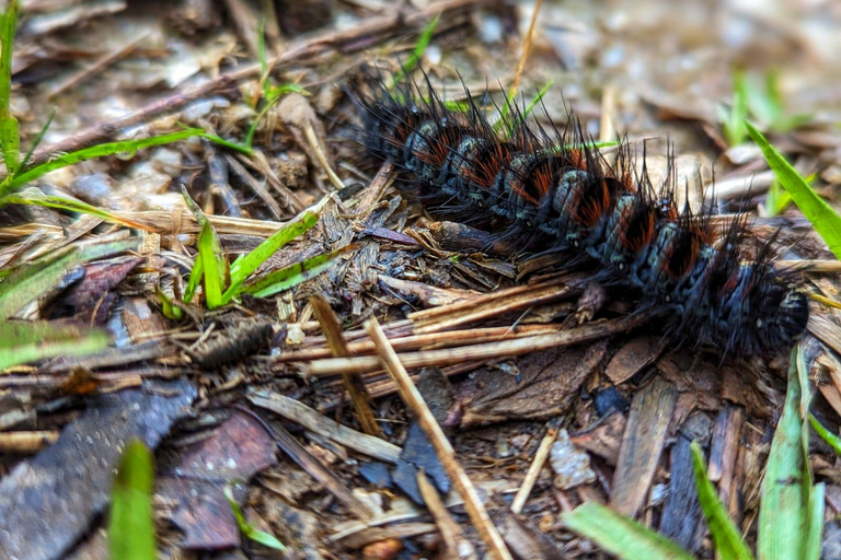 Thangappuwa Falls: Explore One of Knuckles’ 7 Cascades