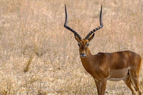 Dar es Salaam: 3-dagars rundtur, Mikumi NP, Maasai och Chizua Falls