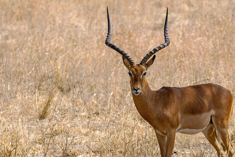 Dar es Salaam: 3-dagars rundtur, Mikumi NP, Maasai och Chizua Falls