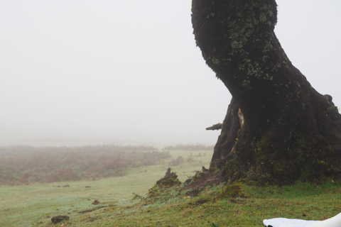 Madeira: Fanal Forest Tree Connection Zeremonie &amp; Picknick