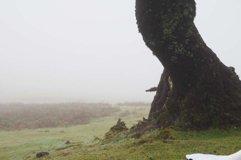 Madeira: Fanal Forest Tree Connection Zeremonie &amp; Picknick