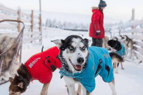 Rovaniemi: Spüre die Geschwindigkeit der Huskys