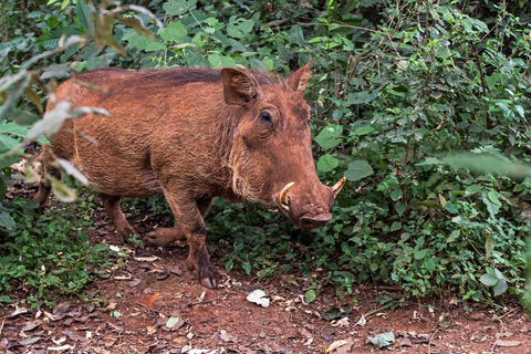 Nationaal park Nairobi, olifantenweeshuis en giraffencentrum